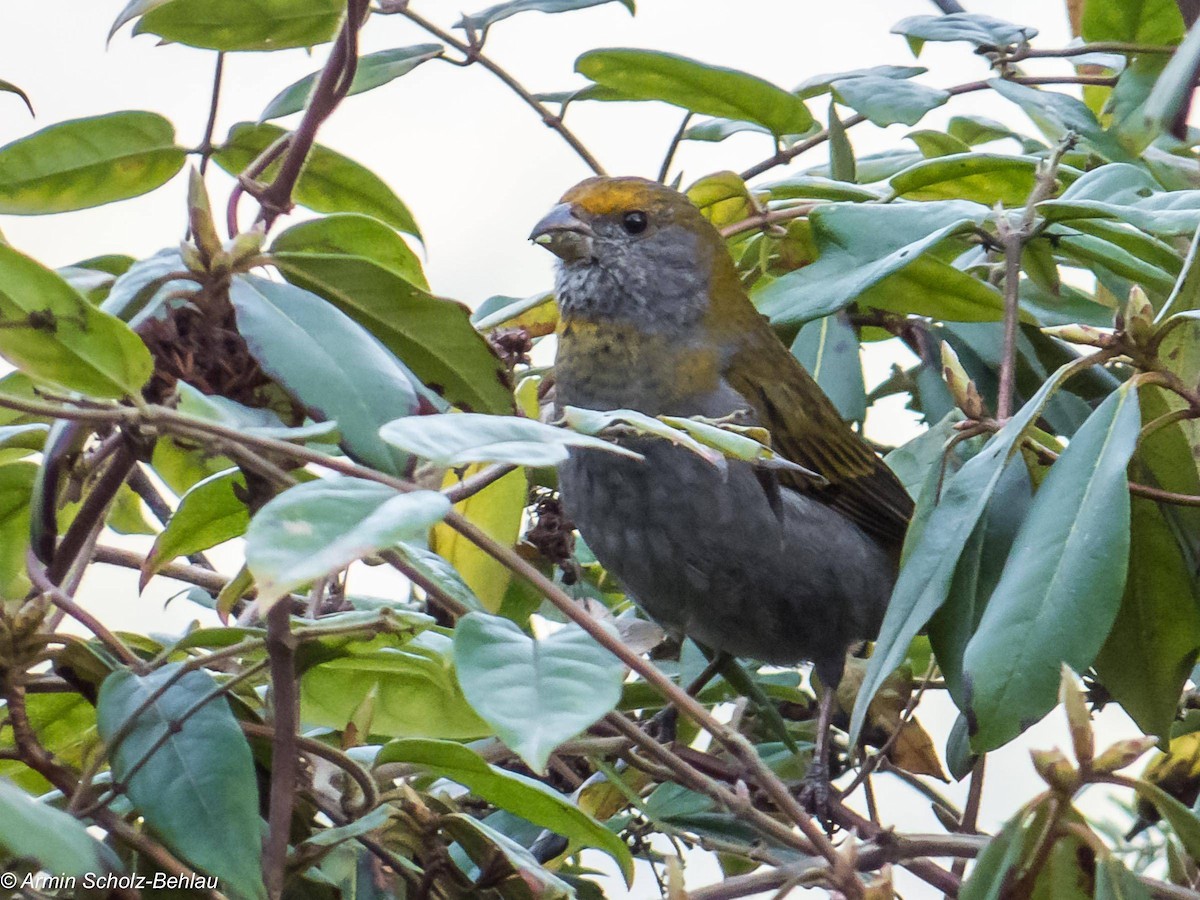 Crimson-browed Finch - ML204666591