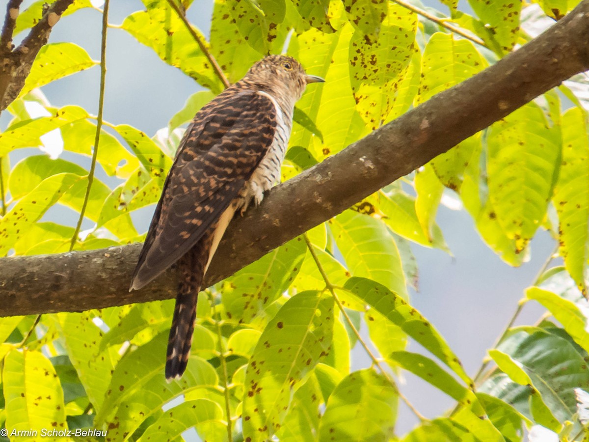 Plaintive Cuckoo - ML204666671