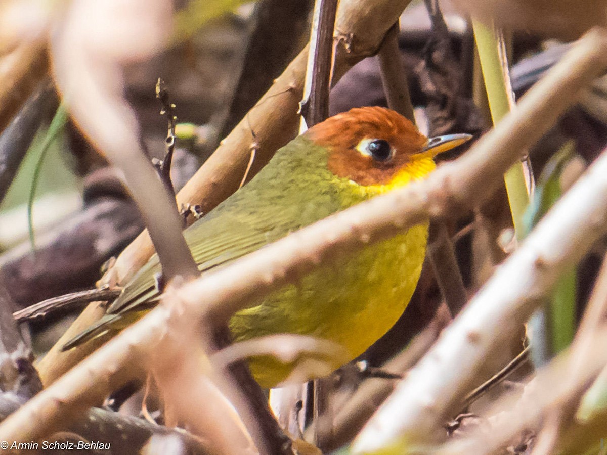 Chestnut-headed Tesia - ML204666771