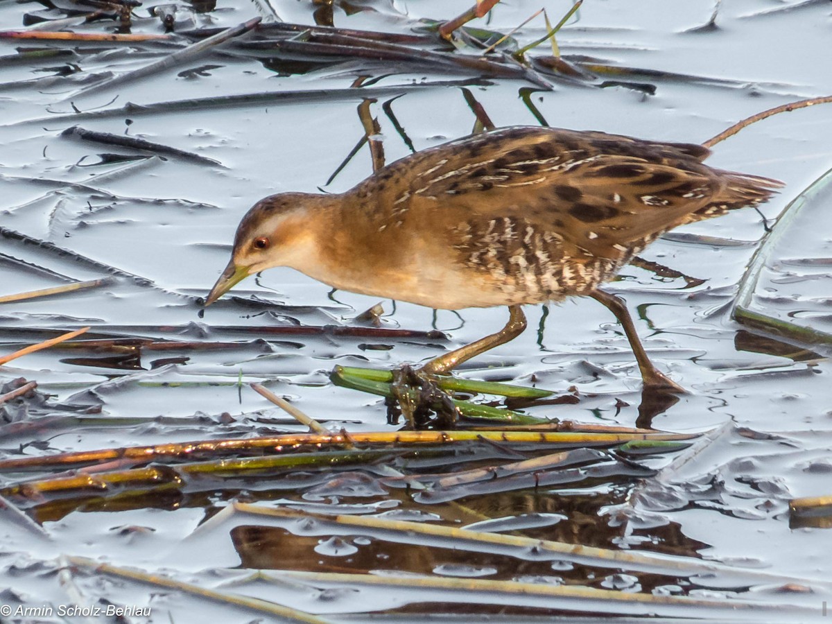 Baillon's Crake (Eastern) - ML204666921