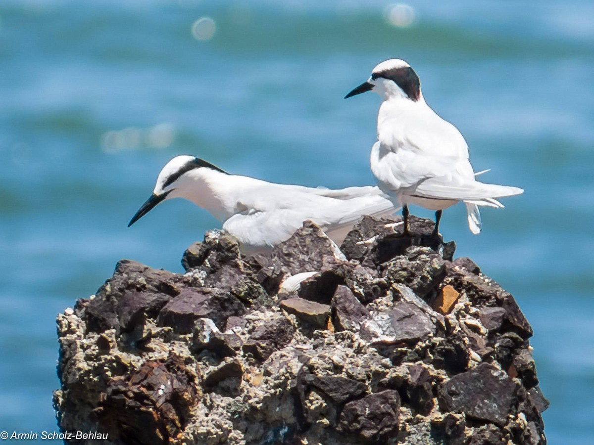 Black-naped Tern - Armin Scholz-Behlau