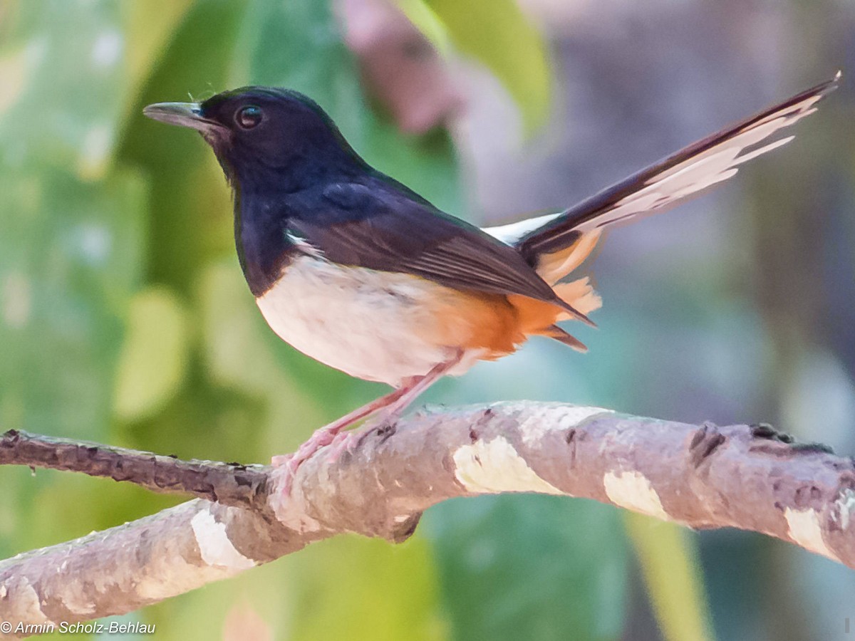 Andaman Shama - ML204667041