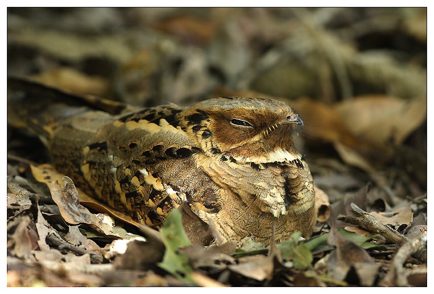 Large-tailed Nightjar - ML204667161