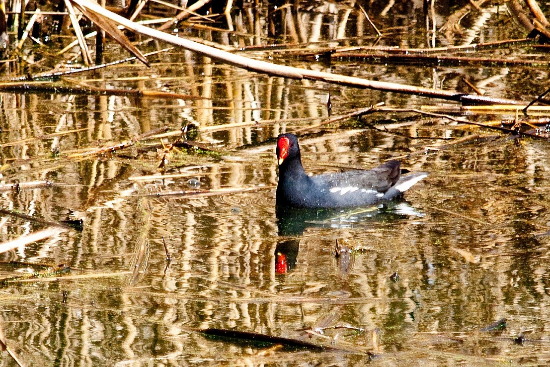 Eurasian Moorhen - ML204667341