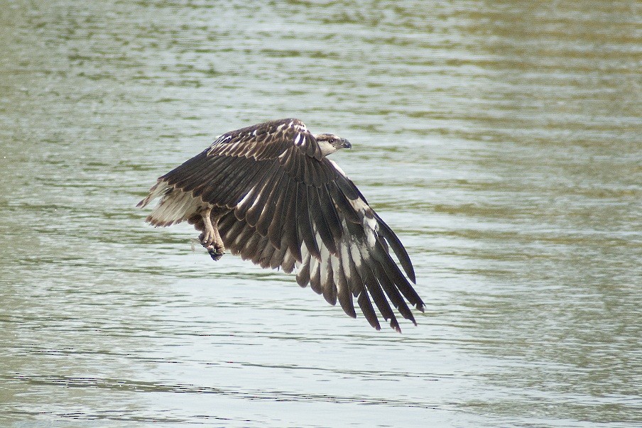 African Fish-Eagle - ML204667371