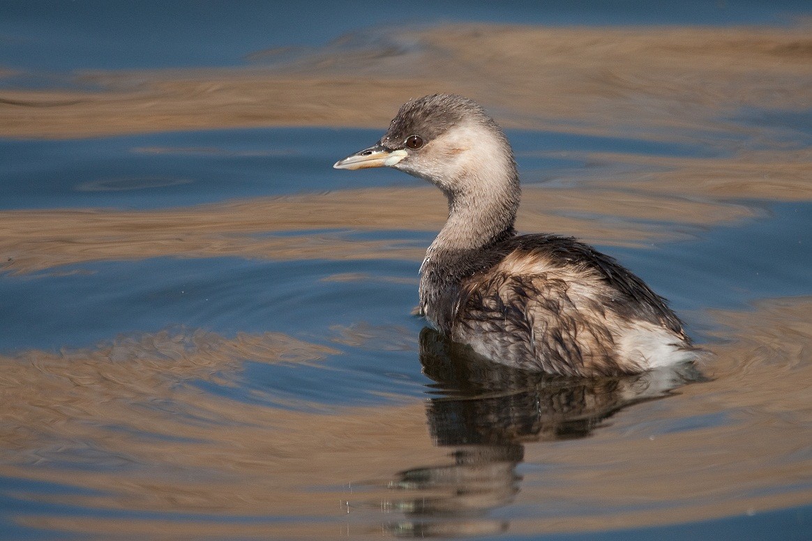 Little Grebe - ML204667441