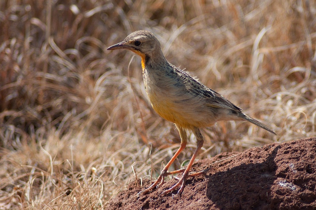 Orange-throated Longclaw - Robert Erasmus