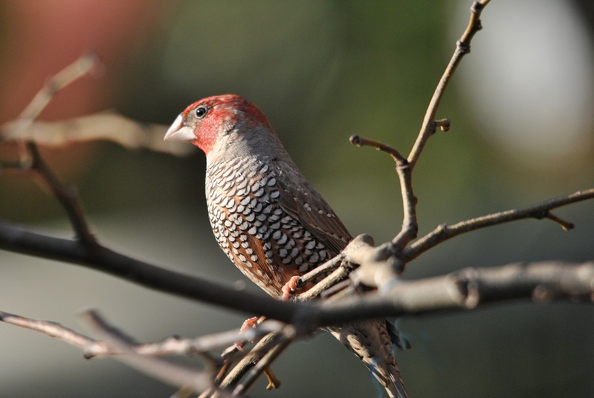 Red-headed Finch - Robert Erasmus