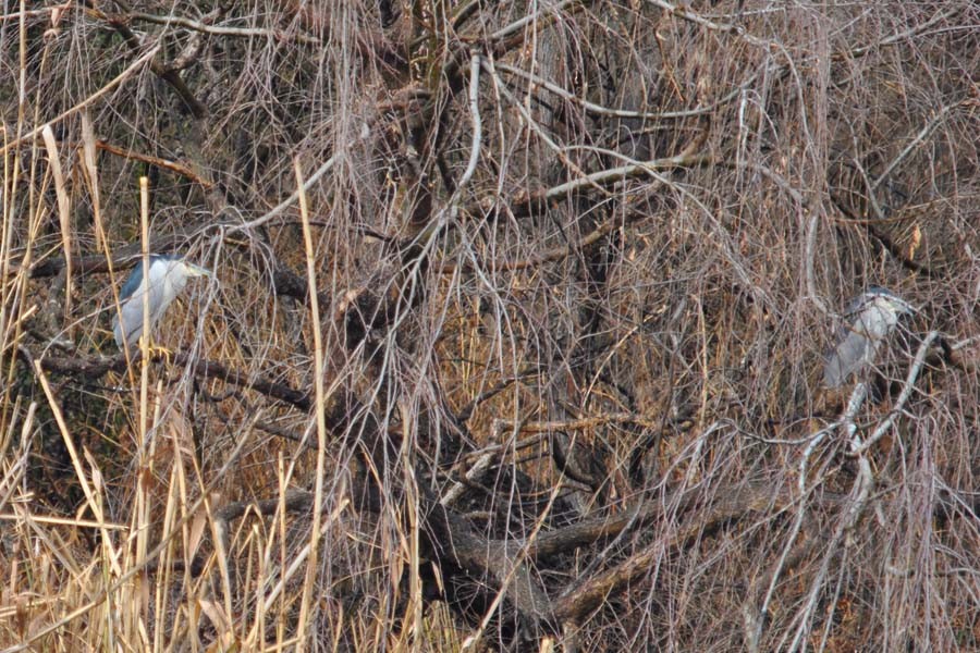 Black-crowned Night Heron - Robert Erasmus