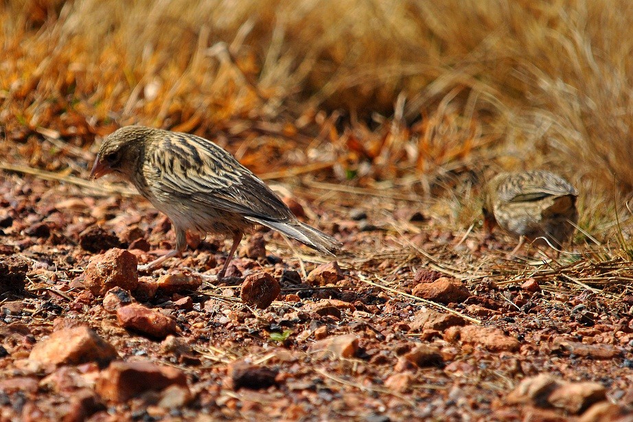 Southern Red Bishop - Robert Erasmus