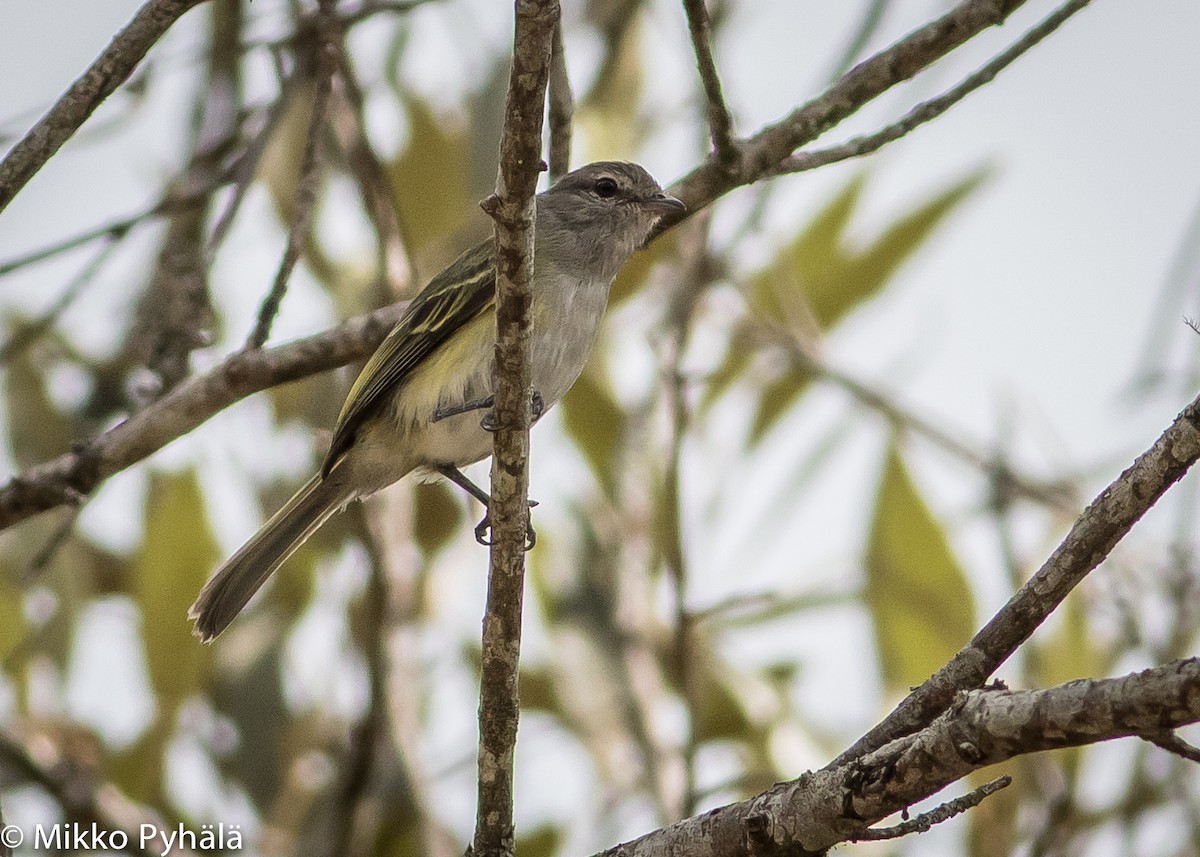 Gray-capped Tyrannulet - Mikko Pyhälä