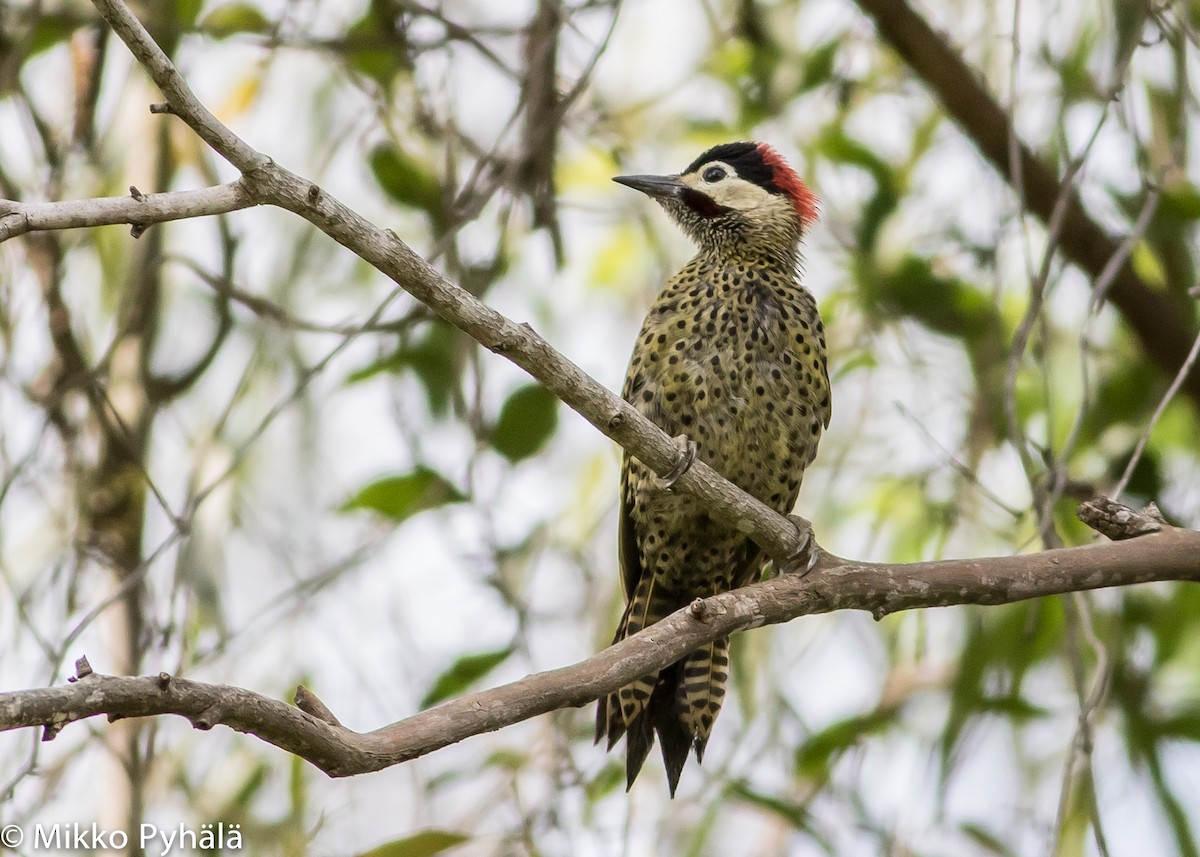 datel mravenčí (ssp. melanochloros/nattereri) - ML204667901