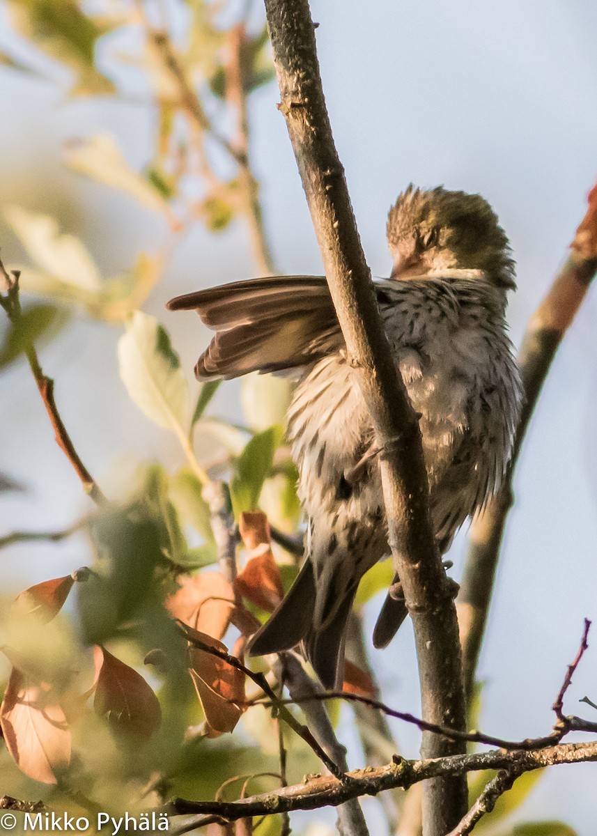 Eurasian Siskin - ML204668141