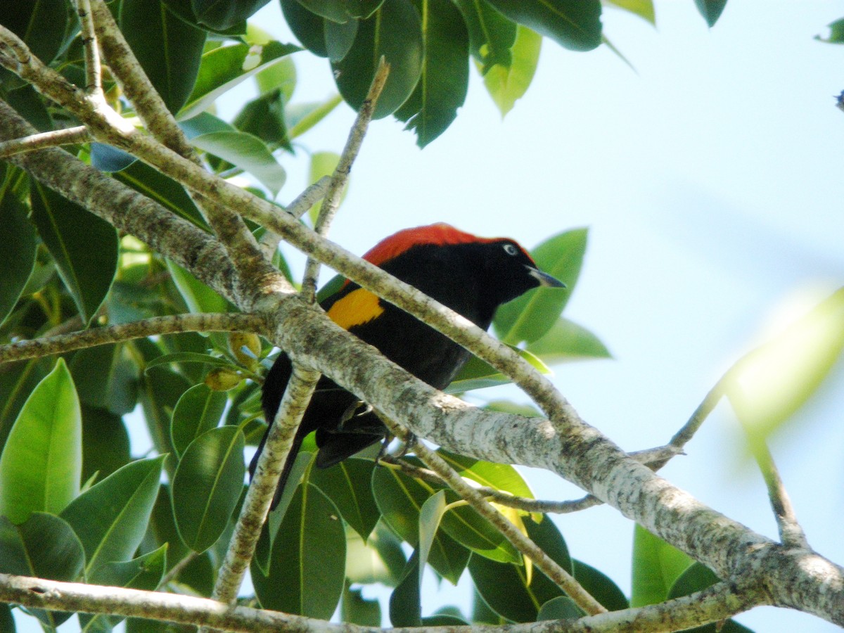 Fire-maned Bowerbird - Steve Young