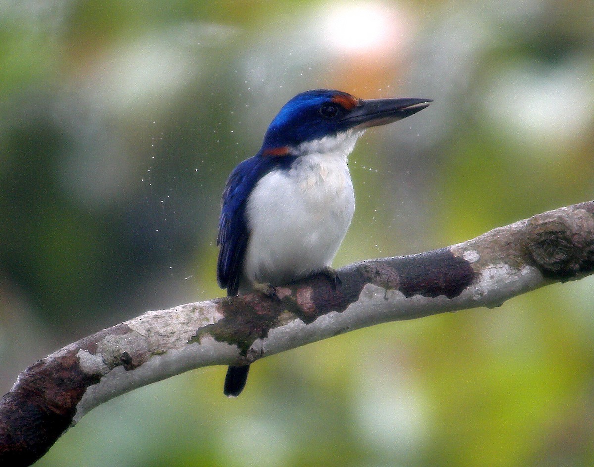 Rufous-lored Kingfisher - ML204668181