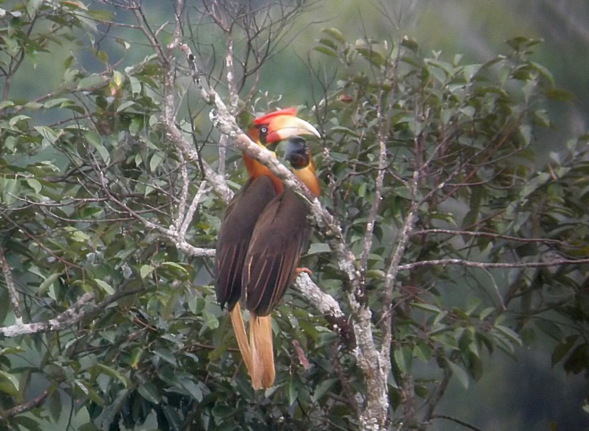 Rufous Hornbill (Southern) - ML204668191