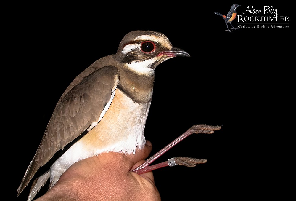 Bronze-winged Courser - ML204668441