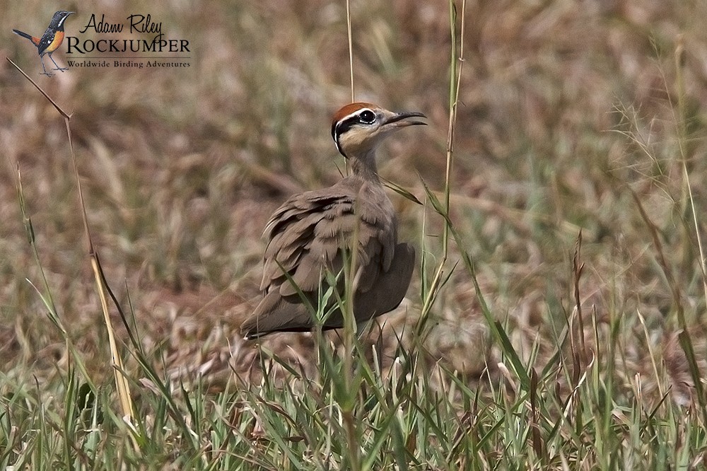 Temminck's Courser - ML204668461