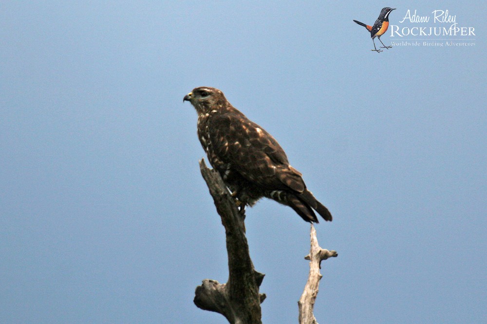 Mountain Buzzard - ML204668511