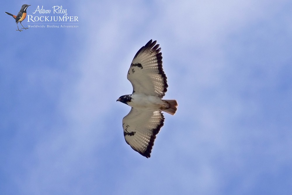 Augur Buzzard (Augur) - ML204668561
