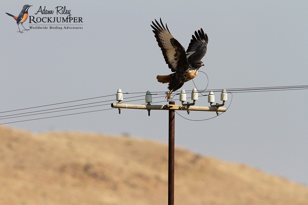 Jackal Buzzard - Adam Riley