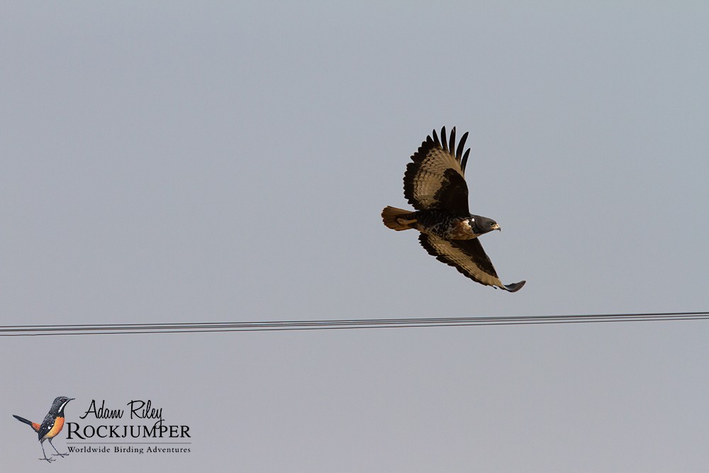 Jackal Buzzard - ML204668671