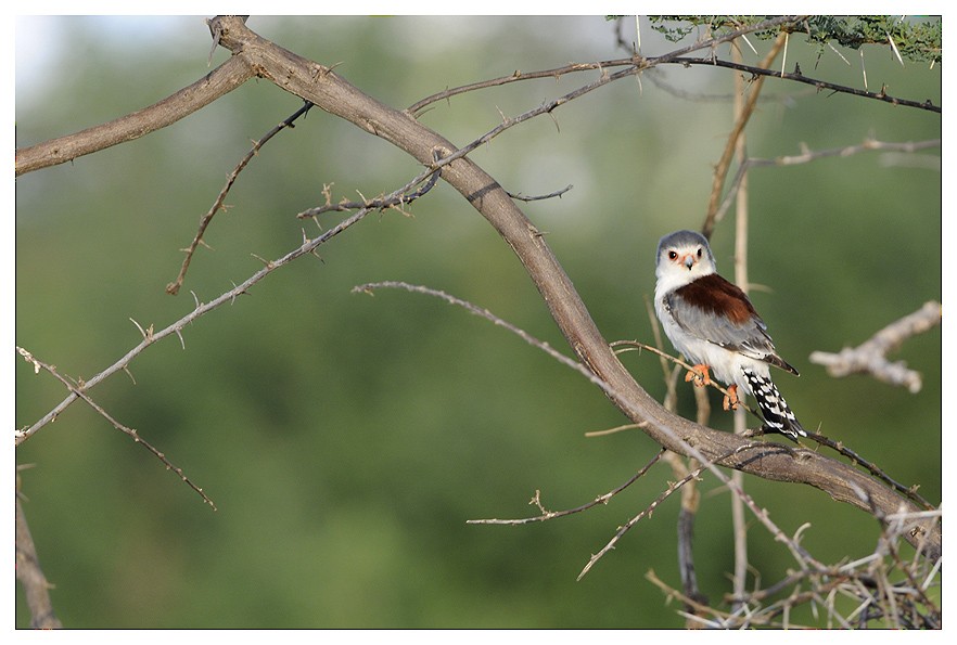 Pygmy Falcon - ML204668711