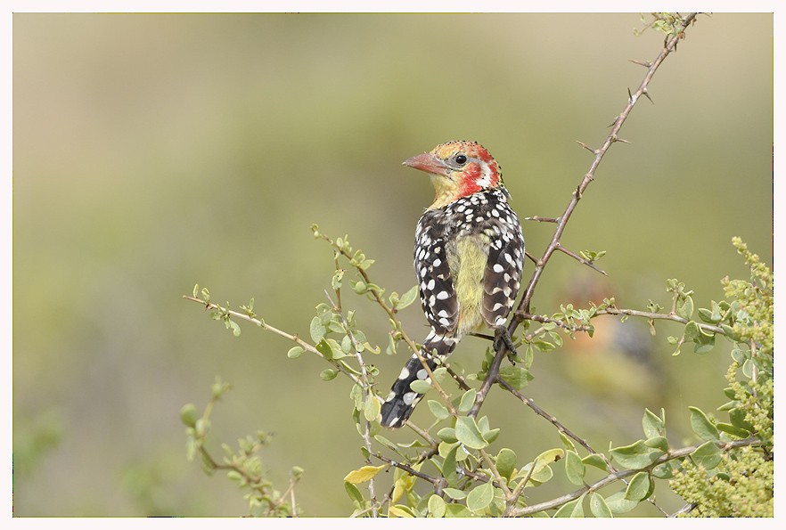 Red-and-yellow Barbet - ML204668721