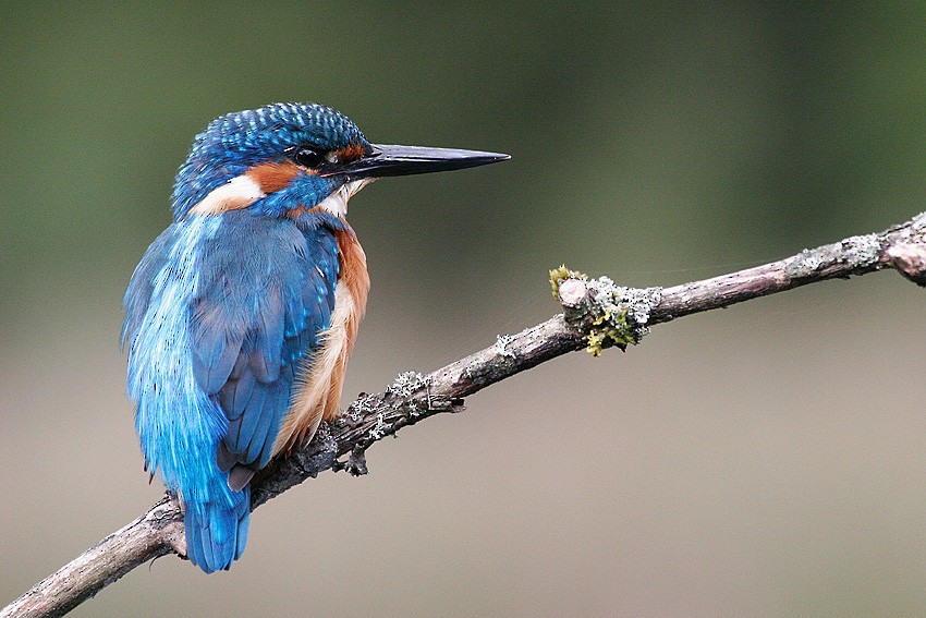 Common Kingfisher (Common) - ML204668751