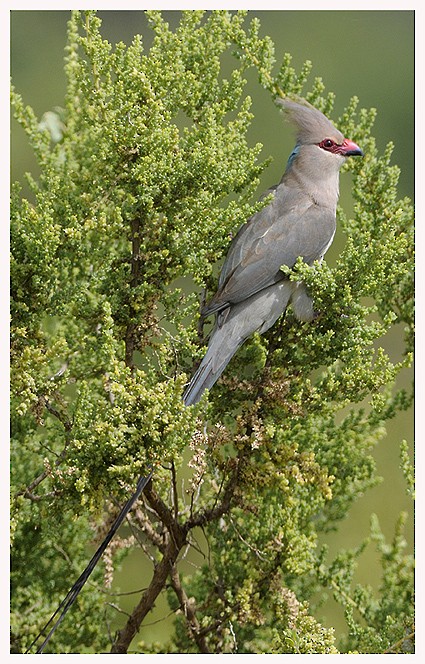 Blue-naped Mousebird - ML204668761