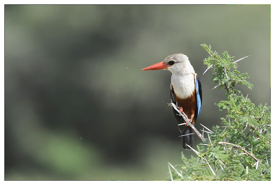 Gray-headed Kingfisher - ML204668771
