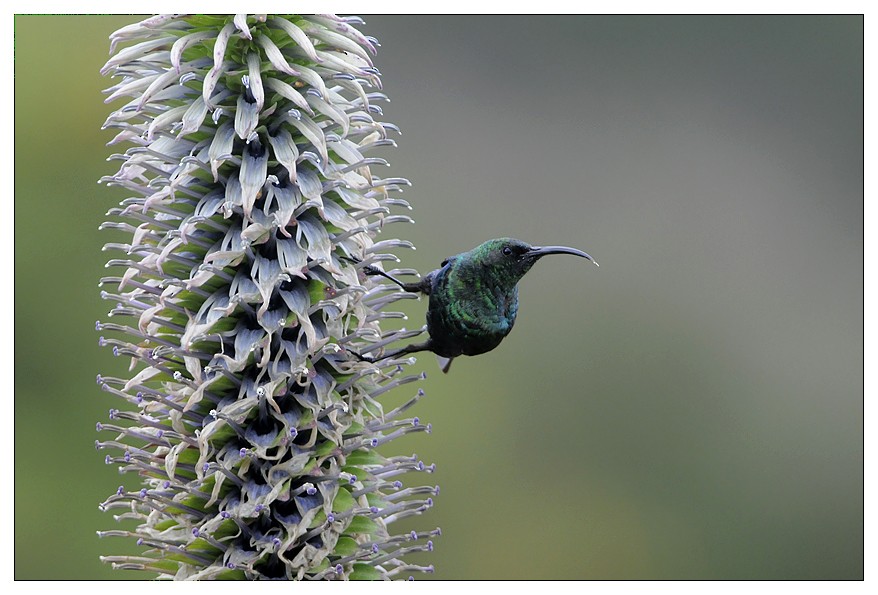 Red-tufted Sunbird - ML204668821