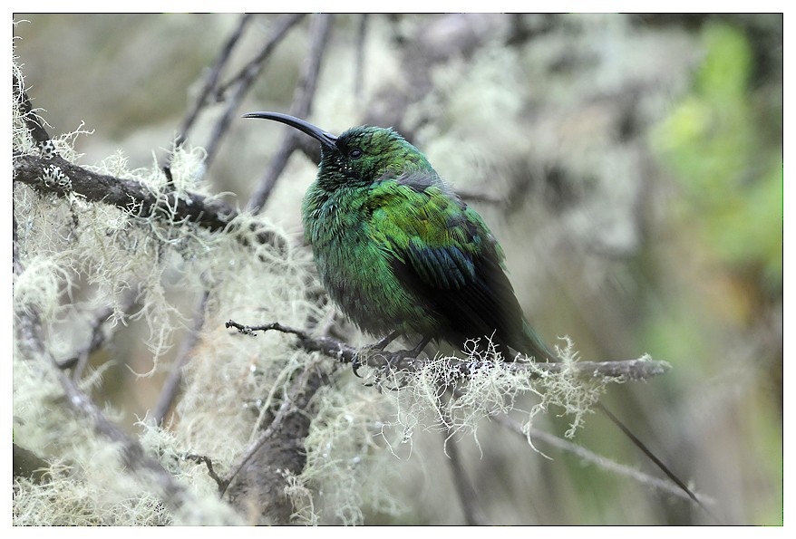 Malachite Sunbird - ML204668841