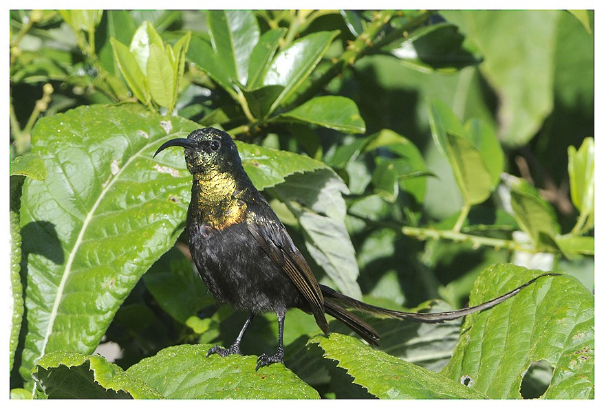 Bronze Sunbird - Hupperetz Jean