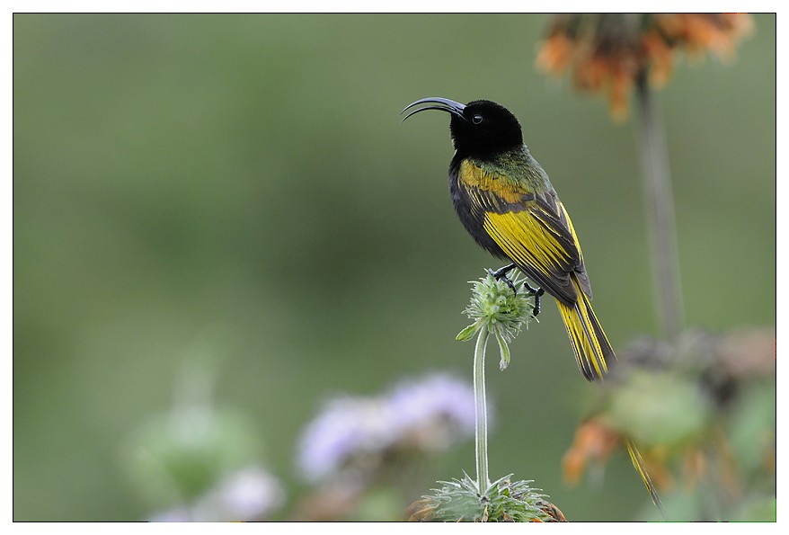 Golden-winged Sunbird - ML204668861