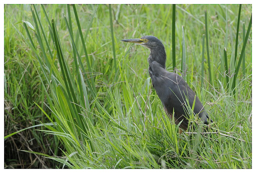 クロアマサギ - ML204668891