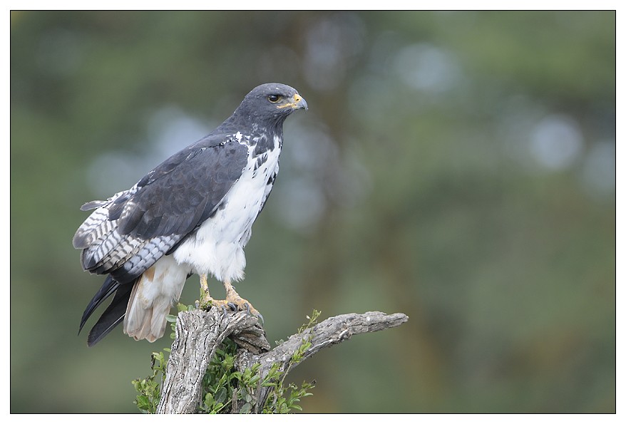 Augur Buzzard (Augur) - ML204668901