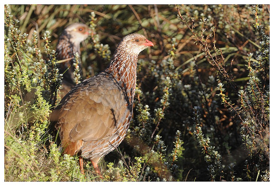 Francolin de Jackson - ML204668911