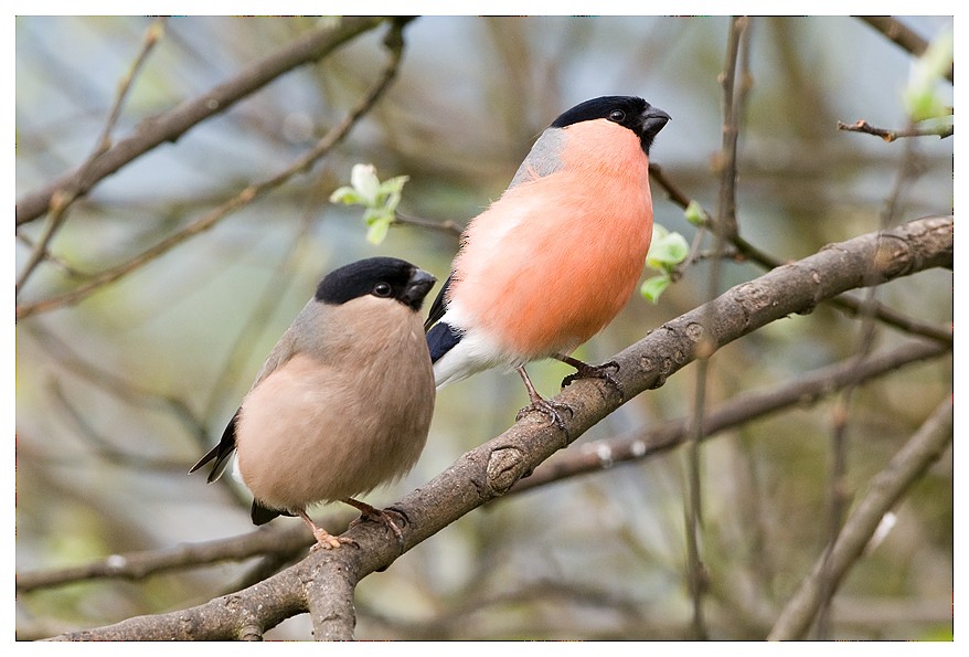 Eurasian Bullfinch (Eurasian) - ML204668921