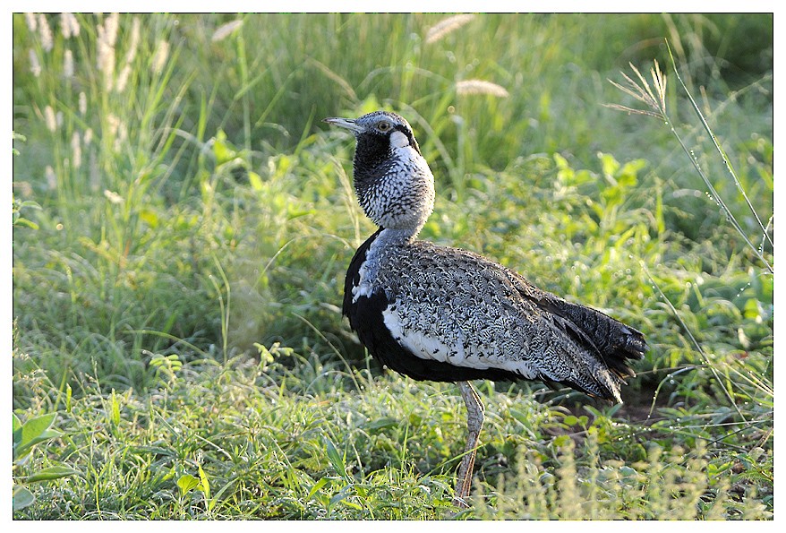 Hartlaub's Bustard - ML204668931