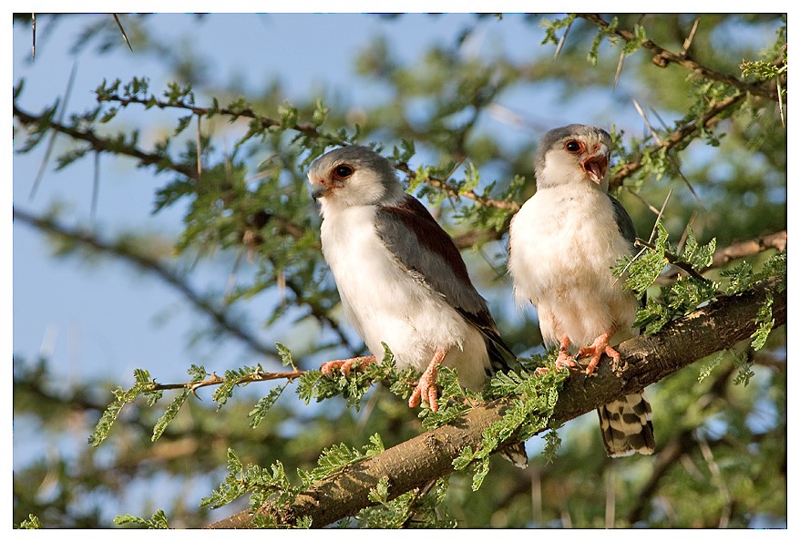 Pygmy Falcon - ML204668941