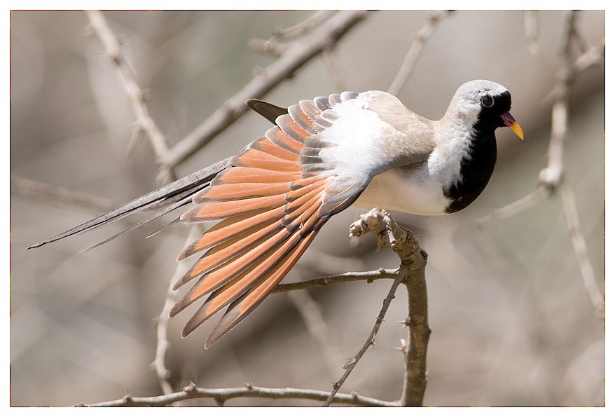 Namaqua Dove - ML204668961