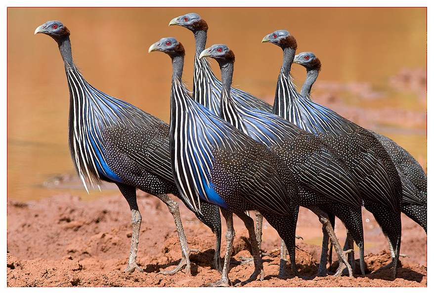 Vulturine Guineafowl - ML204668971