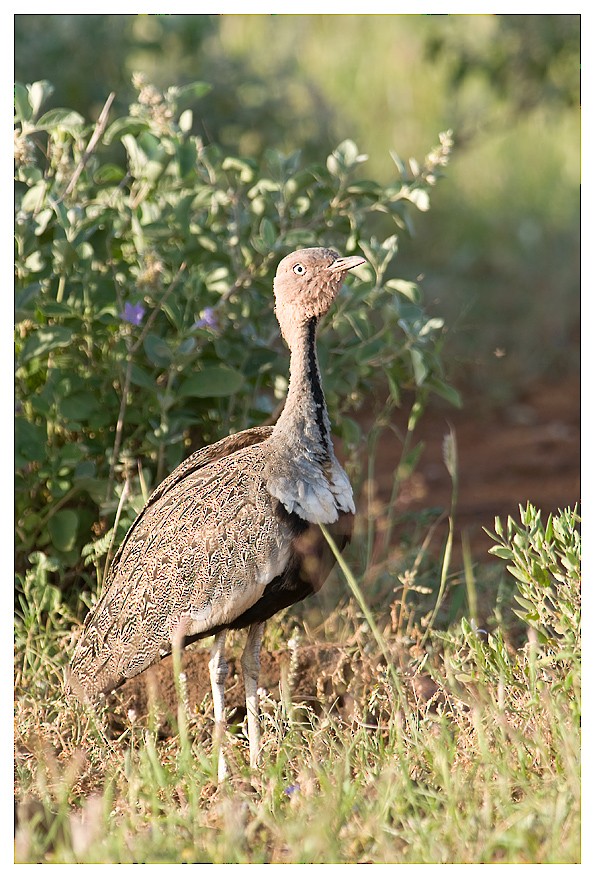 Buff-crested Bustard - Hupperetz Jean