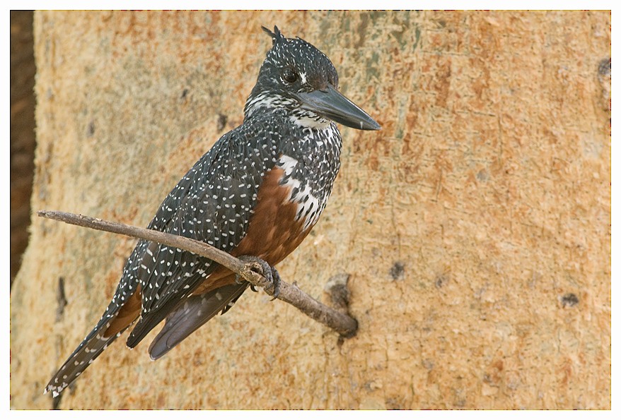 Giant Kingfisher - ML204668991