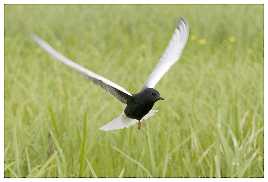 White-winged Tern - ML204669021