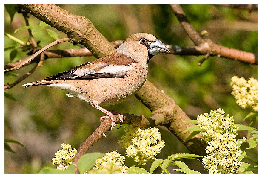 Hawfinch - ML204669041