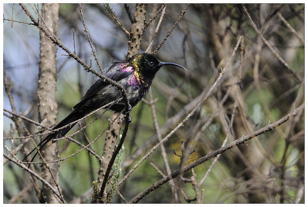 Tacazze Sunbird - ML204669061