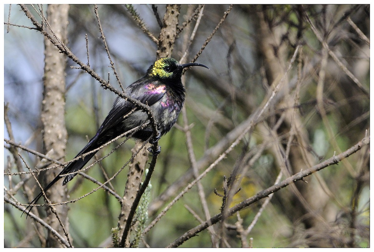 Tacazze Sunbird - ML204669071