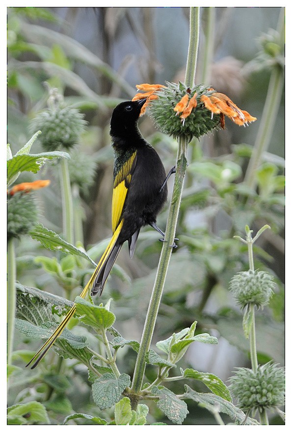 Golden-winged Sunbird - ML204669081